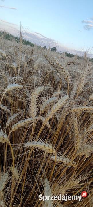 Pszenica Ozima Fox Puławy