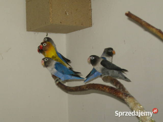 nierozłączki Kraków