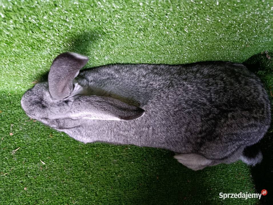 Samica mieszaniec Belga Gryzonie Więcbork