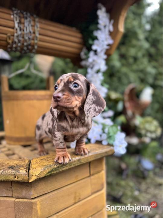 Wyjątkowa Sunia Jamnik miniaturowy Choco merle z