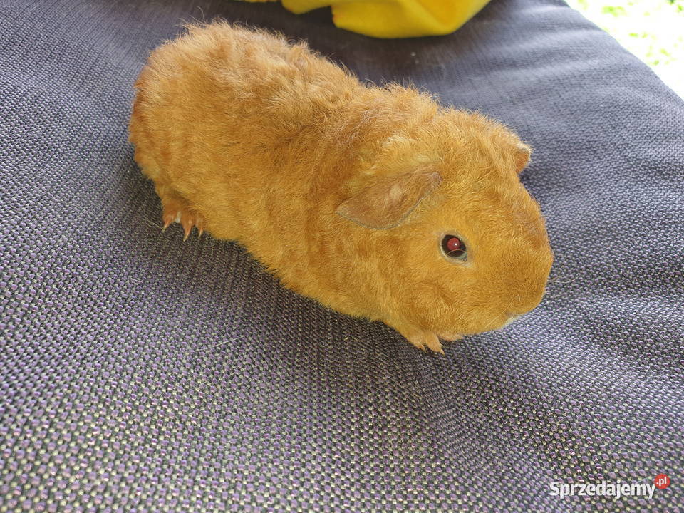 Świnka morska us teddy Puszczykowo