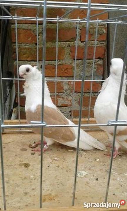 Sprzedam gołębie ozdobne mewki Likwidacja stada zachodniopomorskie Rębusz