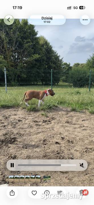 Amstaff FCI gotowy do odbioru szczeniak pomorskie