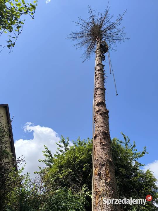 Wycinka drzew Wrocław Kosz Alpinista