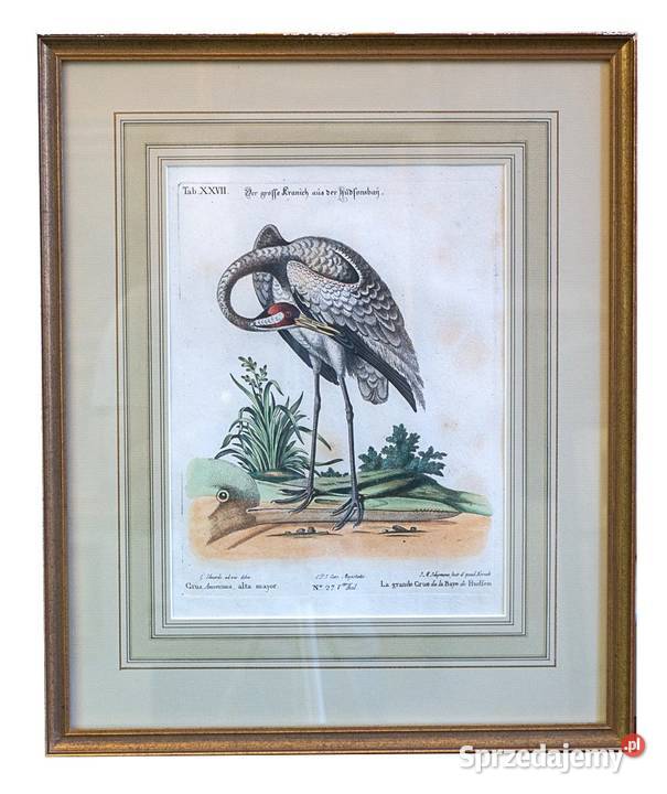 George Edwards (1694-1773) wizerunki ptaków miedzioryt
