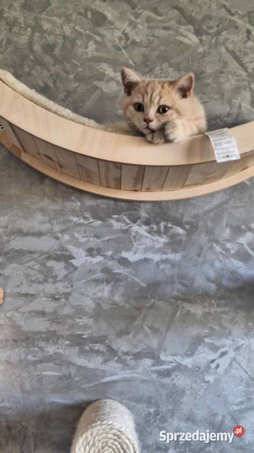 Kot Koty brytyjskie Czerska Struga