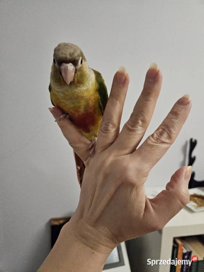 Papuga rudosterka pupil rudosterki oswojone wielkopolskie Chodzież
