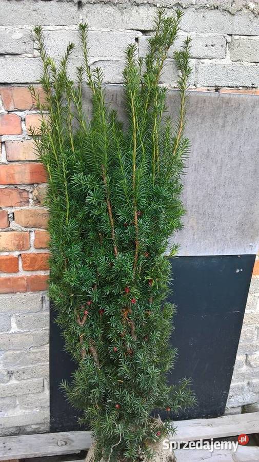 Cis Hicksii Szybkorosnący Żywopłot mazowieckie