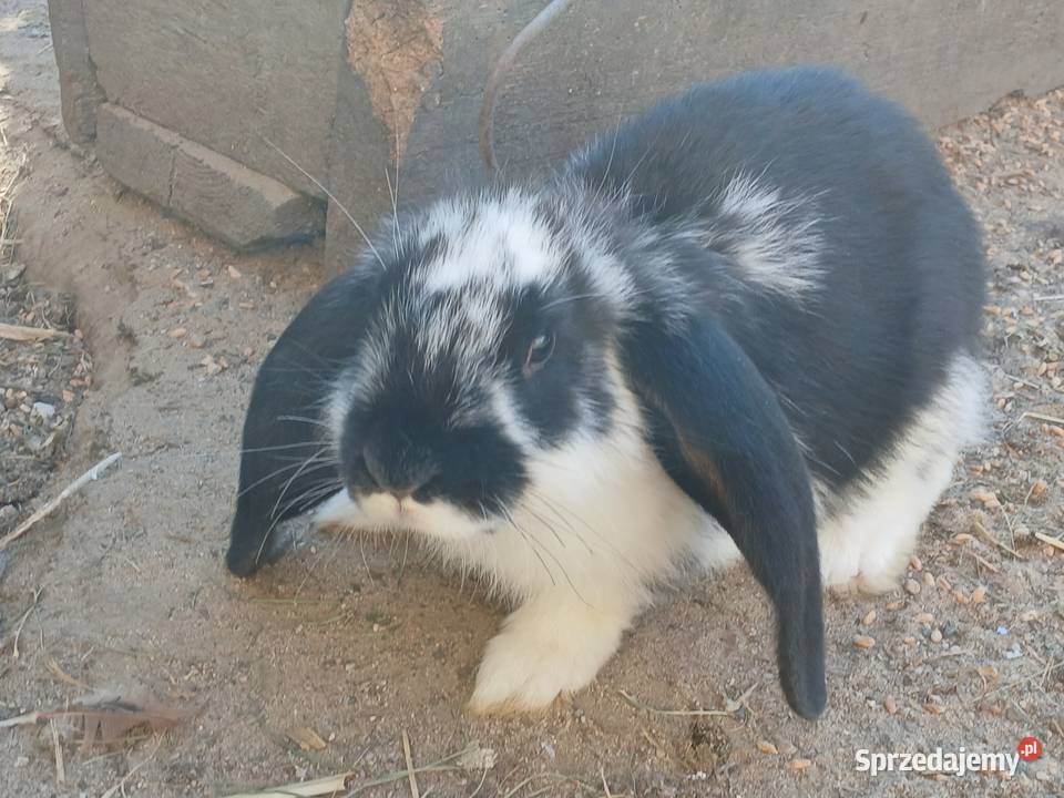 samce barany francuskie Szczeblotowo
