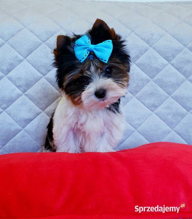 Śliczny maleńki MINI mini piesek Biewer York Orzesze sprzedam