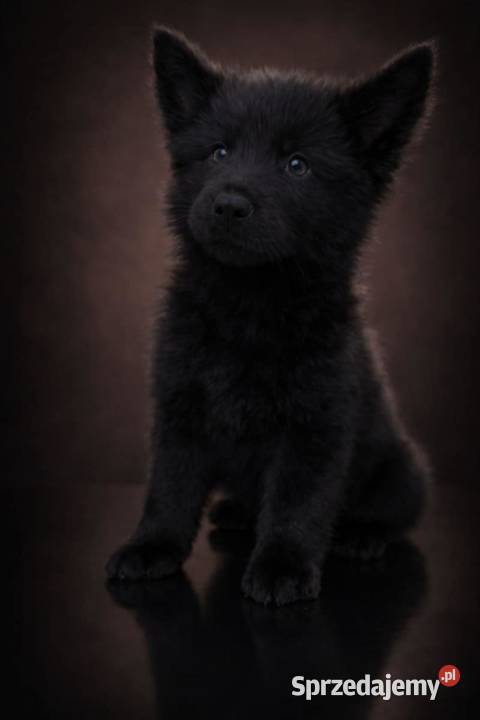 Owczarek Niemiecki długowłosy