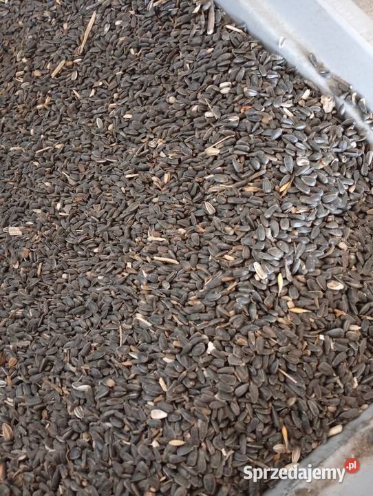 słonecznik ziarno ptaków gołębi czarny Bończa sprzedam