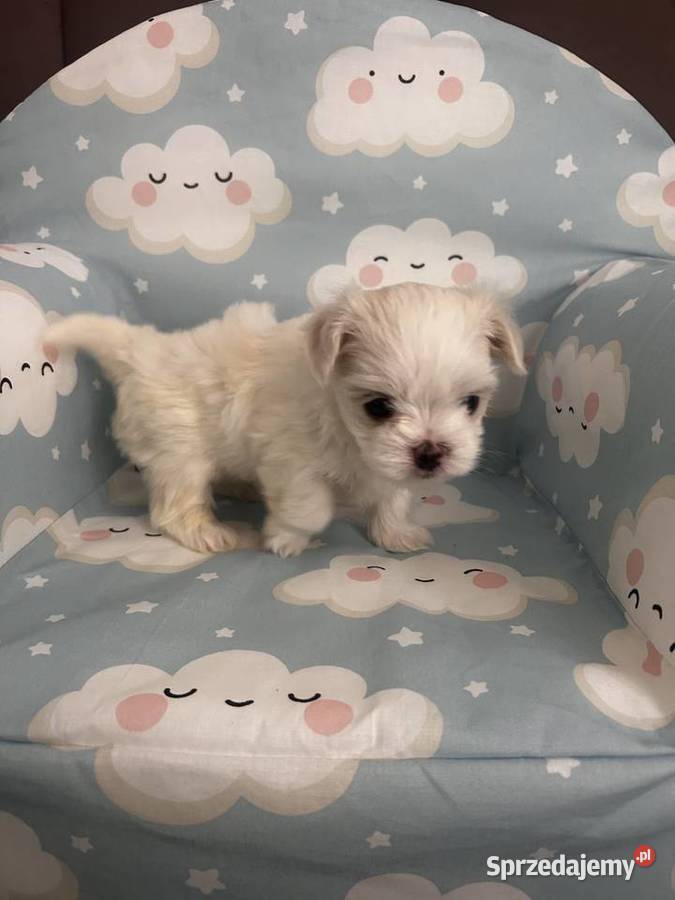 Maltańczyk FCI Rezerwacja Ropczyce sprzedam