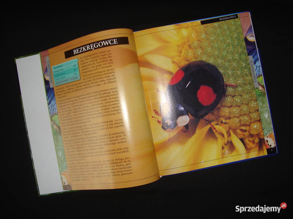 Album Bezkręgowce Stawonogi Owady z fotoopisem Tychy