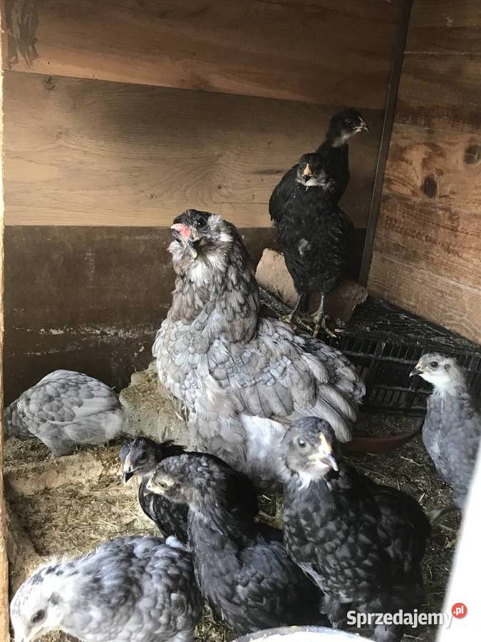Kurczaki kury kogut Araucana Araukana Rolnictwo Sławsk