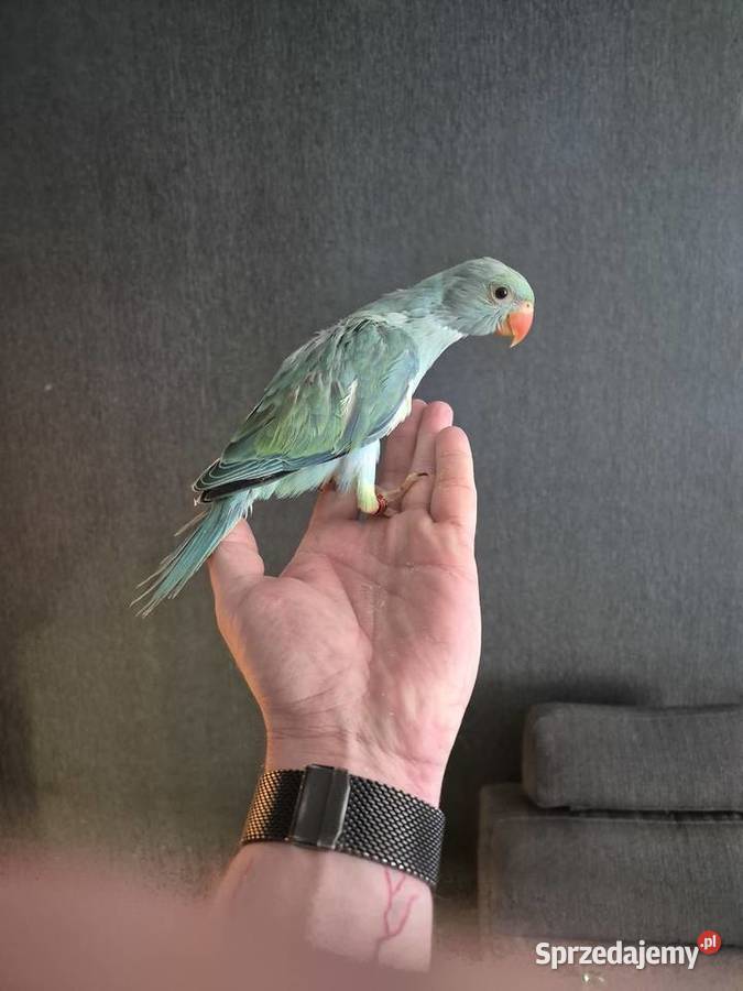 Aleksandretta Obrożna Ręcznie Karmiona Radlin