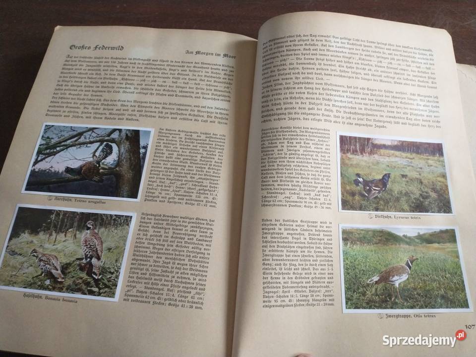 Album ptaki z Niemiec z 1936 roku Krotoszyn