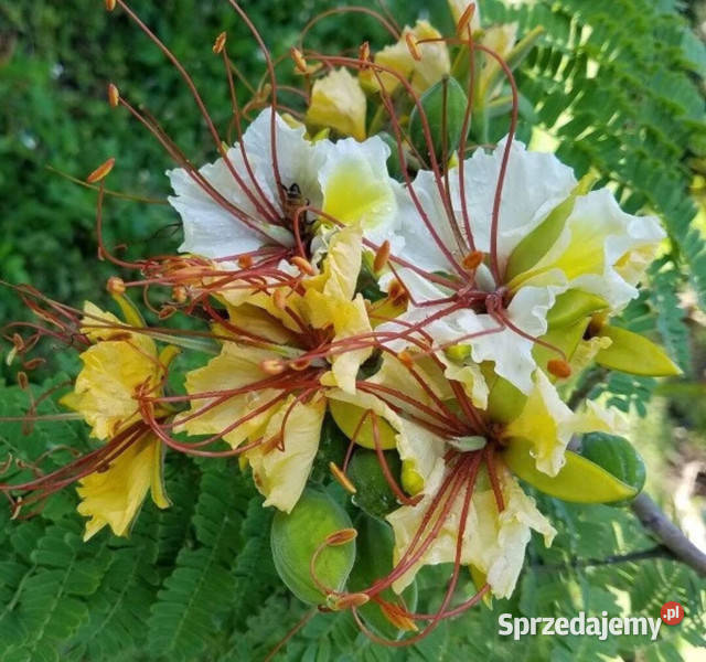 BIAŁA POINCIANA Poinciana elata NASIONA 60 sztuk kujawsko-pomorskie Lubanie sprzedam