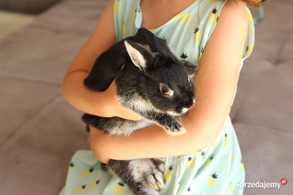 Królik Nideland karzełek samiczka z rodowodem Michałowice