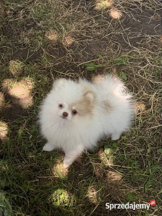 Szpic miniaturowypomeranian Szpic miniaturowy Zrębice