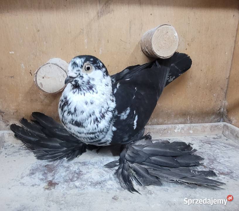 Gołębie Widyny polskie łódzkie Skierniewice