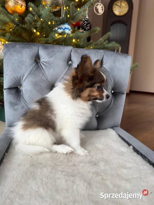 Papillon szczeniak Spaniel kontynentalny