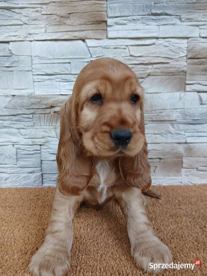 Śliczny Cocker Spaniel Angielski Sieradz