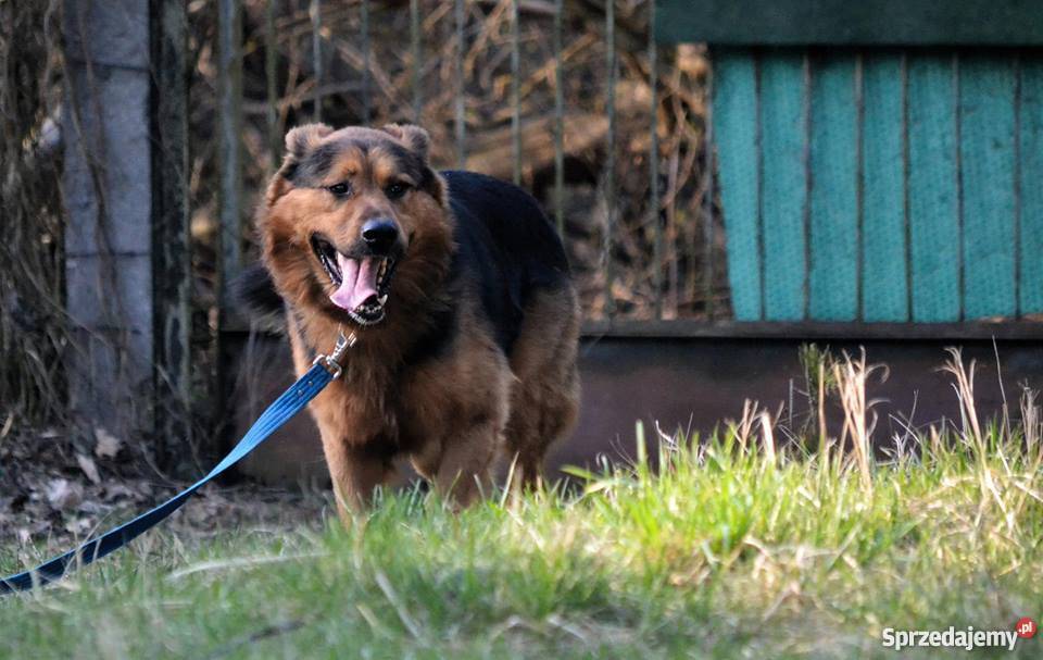 Hektor mieszany owczarek do ADOPCJI Psy Oleśnica