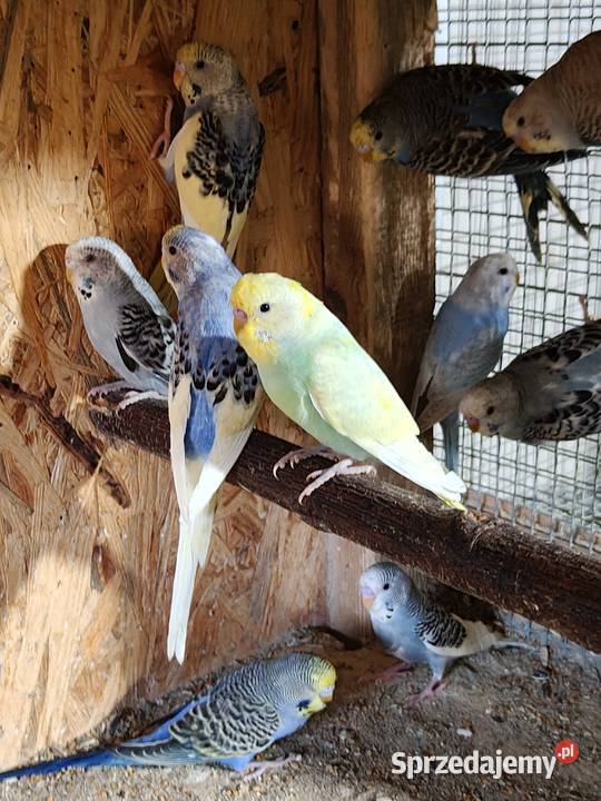Sprzedam papużki faliste Rybnik