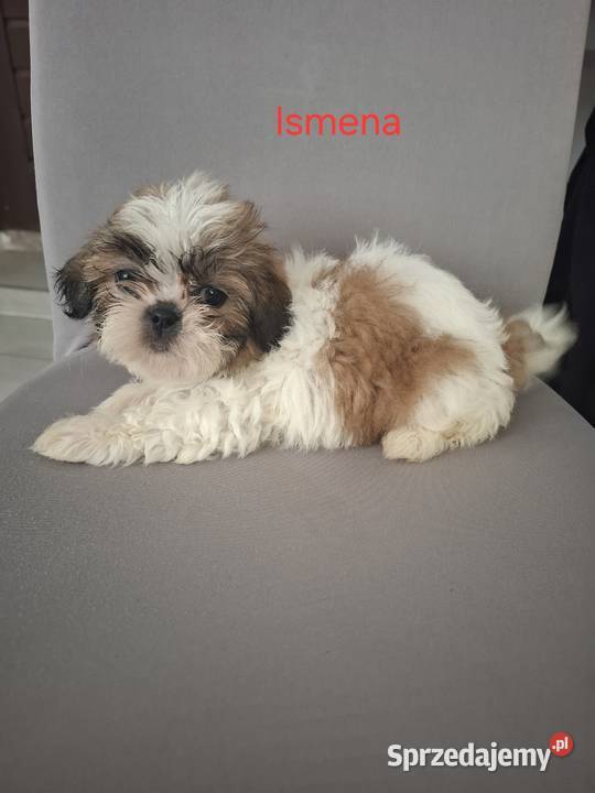 Shih tzu szczenięta 4 pokoleniowy rodowód Shih Tzu Gostyń