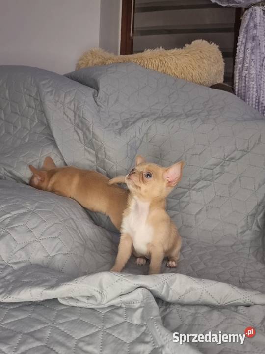 CHIHUAHUA KRÓTKOWŁOSY PIES FCIwita Sosnowiec sprzedam