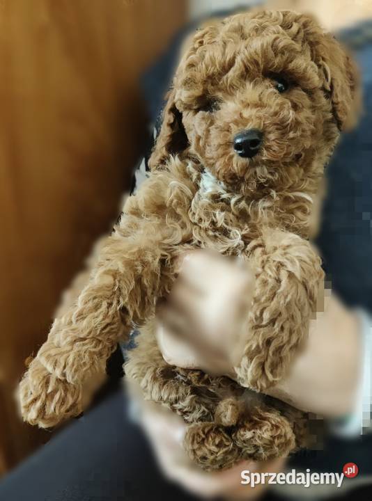 Pudel miniaturowy toy Boguchwała