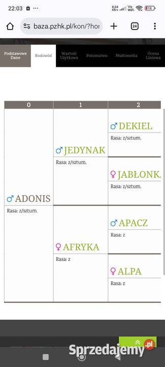 Ogierek zimnokrwisty w typie Sztumskim Aleksandrów