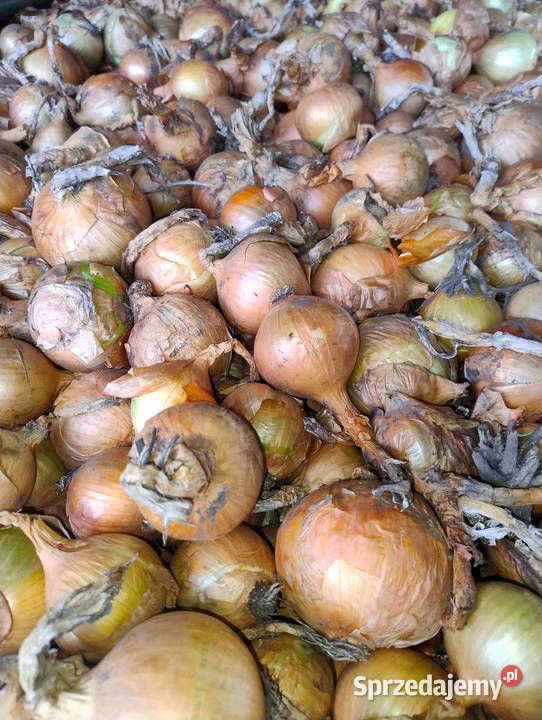 Cebula odmiana Panther Turlejewo