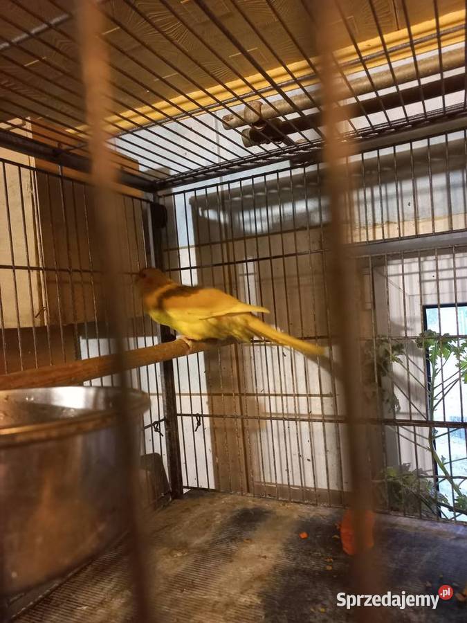 Papugi modrolotki Stanisław Górny