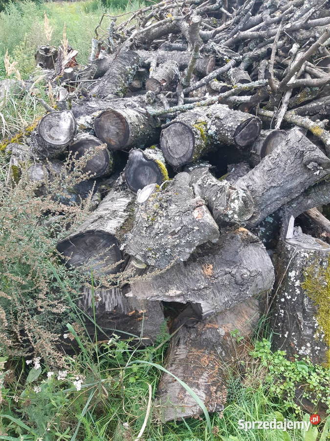 Sprzedam czeresnie i jablon Gorzów Wielkopolski sprzedam