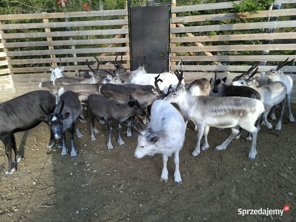 Sprzedam  renifera Skandynawia Reindeer
