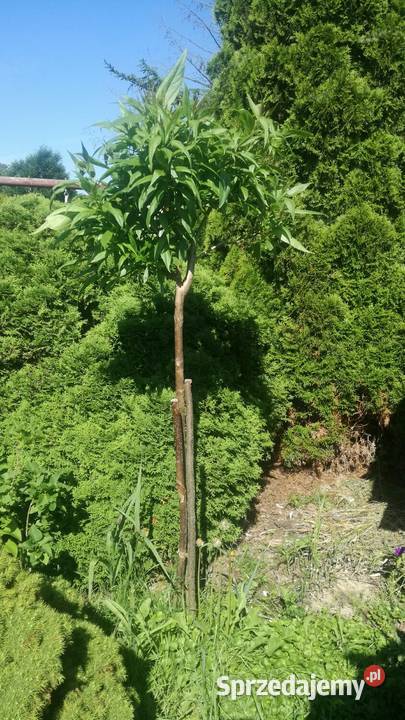 Chitala taszkinecka katalpa szczeiona na pniu w Liściaste