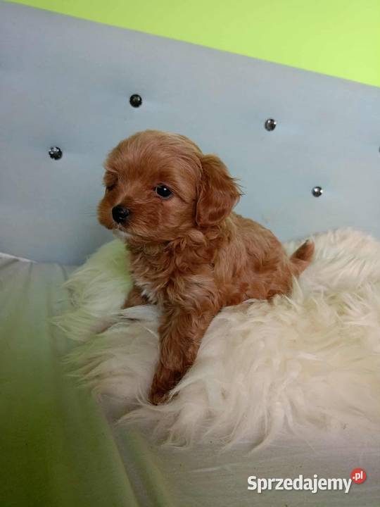 Maltipoo F1b Miechów
