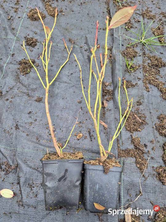 Borówka Amerykańska Piękne 2 letnie Sadzonki w Sycewo