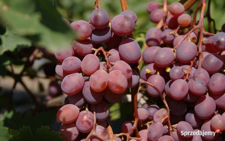Winorośl winogrono bezpestkowe Ukraińskie Knurów
