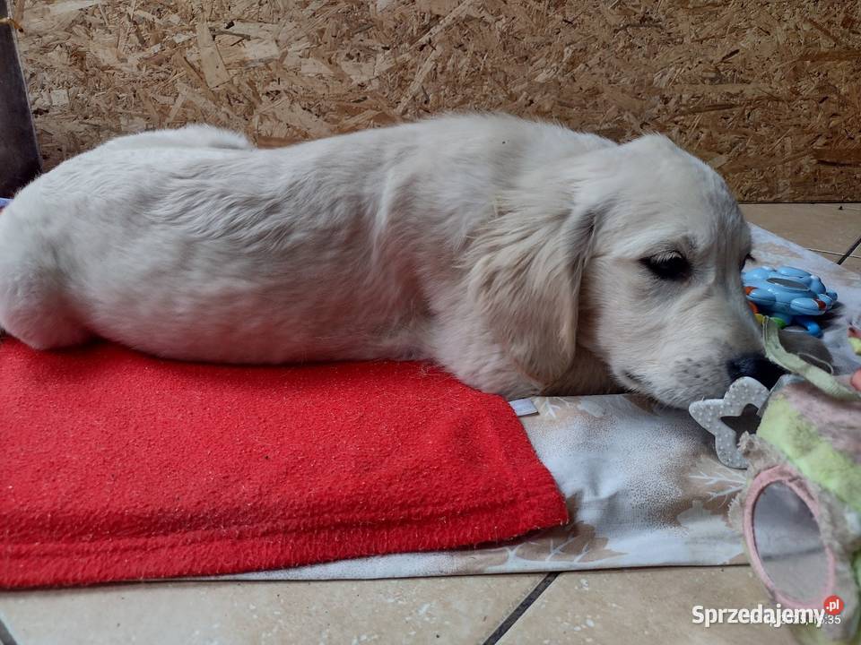 Golden Retriever szczenięta ZKwPFCI Olesno sprzedam