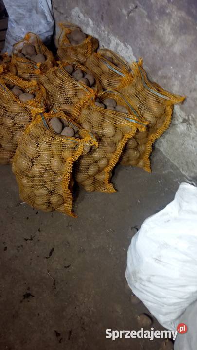 Sprzedam ziemniaki jadalne paszowe Jarosław