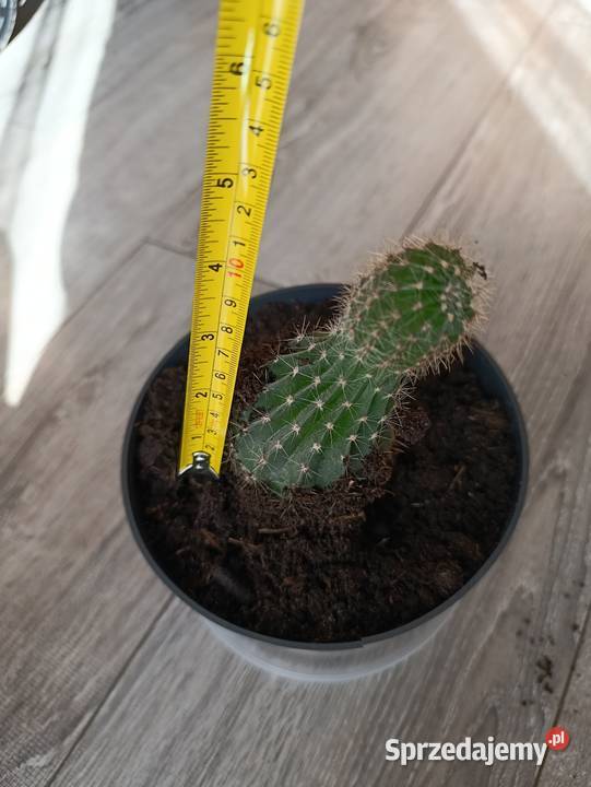 kaktus kolejny do pilnej sprzedaży Poznań sprzedam