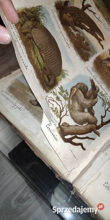 Atlas zoologii botaniki i mineraologii 1887 Nowe Gronowo