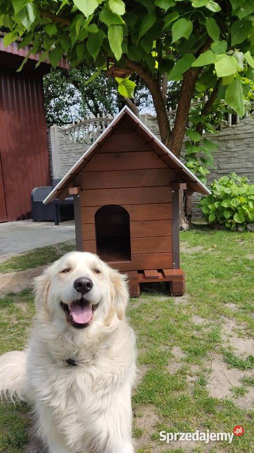 Buda psa ocieplana Wiązownica