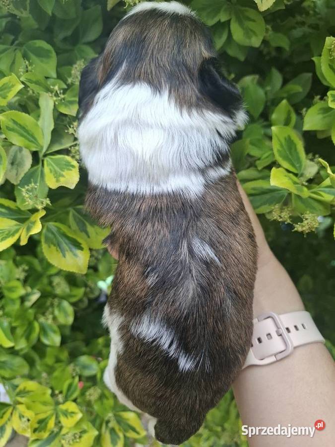 Suczka suczki rasy shih tzu z genem czekoladowym podkarpackie Rzeszów
