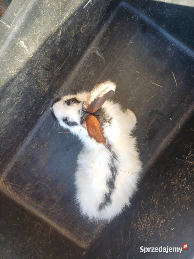Królica młoda mieszaniec srokacza Giełda zwierząt podkarpackie Bączal Górny