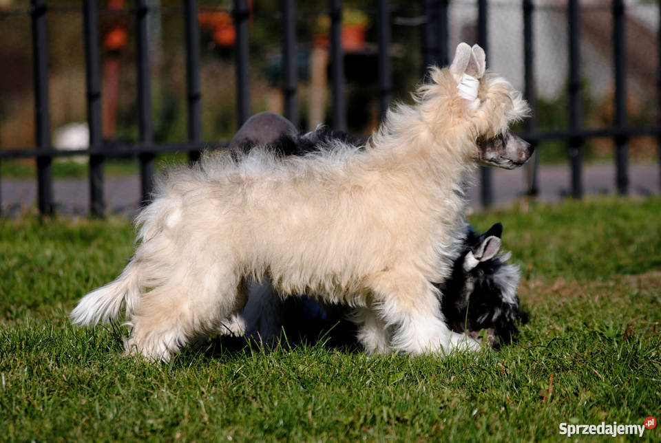 pieski grzywacz chiński owłosione PP rodowód FCI