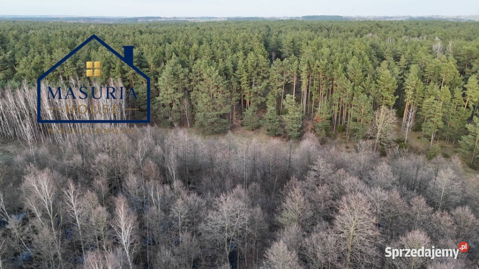 Działka w lesie polana leśna Łapinóż